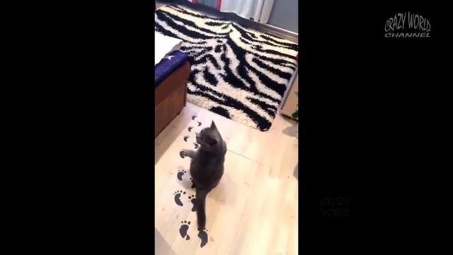 #14 Cмешные коты и кошки 2017 смотреть онлайн