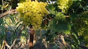 Виноград Цимус