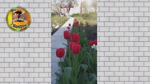 2 часть. Как залить садовую  дорожку .Показываю и рассказываю. Заливал несколько вечеров