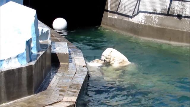 Показательные выступления Кая 05.07.18 смотреть онлайн