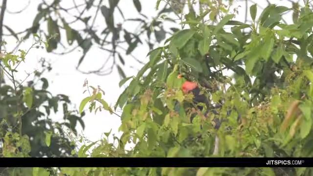 Rhinoceros hornbill - Buceros rhinoceros смотреть онлайн