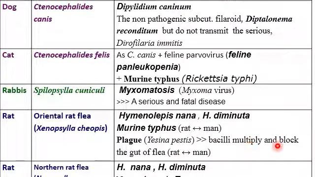 Online, Bugs, lice, fleas, mp4 смотреть онлайн