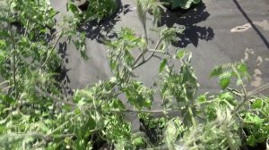 Этот Томатный Гном попал у меня под "ПОДОЗРЕНИЕ"! И не зря!