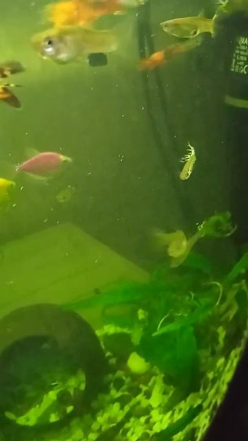 Виды гуппи, Guppy species смотреть онлайн