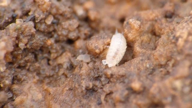 Metatrichoniscoides celticus at Ogmore-by-Sea, 30.ix.2016 смотреть онлайн