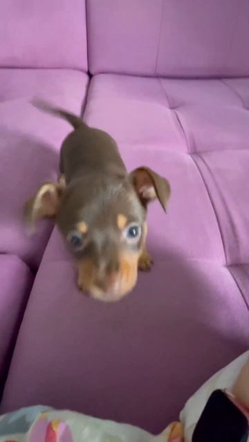 Русский Тойтерьер смотреть онлайн