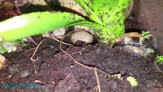 Carebara diversa #3 | Feeding time | 60x30x30 nature setup смотреть онлайн