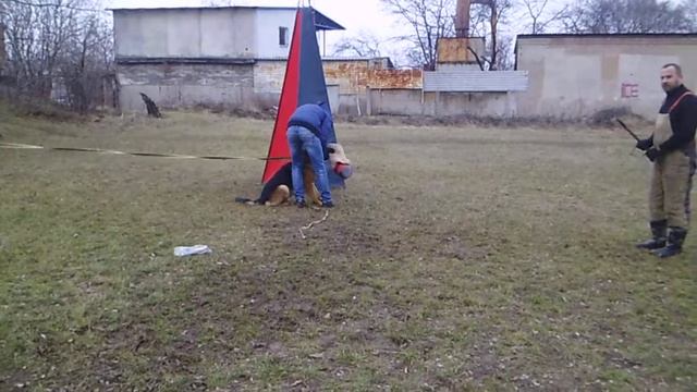 Карат . на привязи(3,12,17)