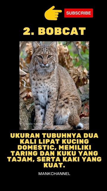 WOOWWW... Inilah 3 Spesies Kucing Paling Berbahaya yang Lebih Mematikan dari Singa смотреть онлайн