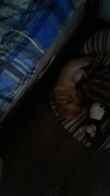 Чи-хуа-хуа не любит гулять смотреть онлайн