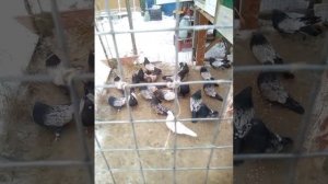 Кировоградские голуби