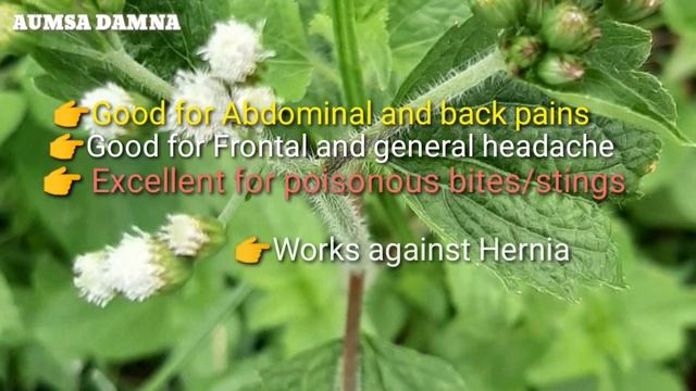 Benefits of King Grass plant/ Miracle Grass смотреть онлайн