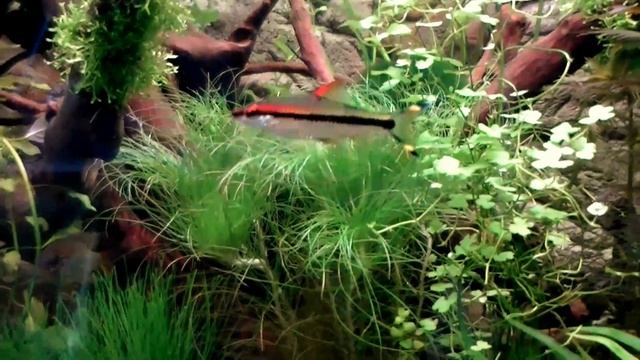 Eriocaulon setaceum смотреть онлайн