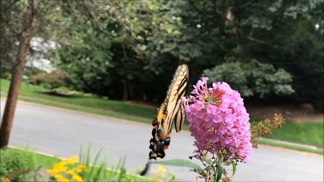 Tiger in NJ, Tiger Swallowtails that is. смотреть онлайн