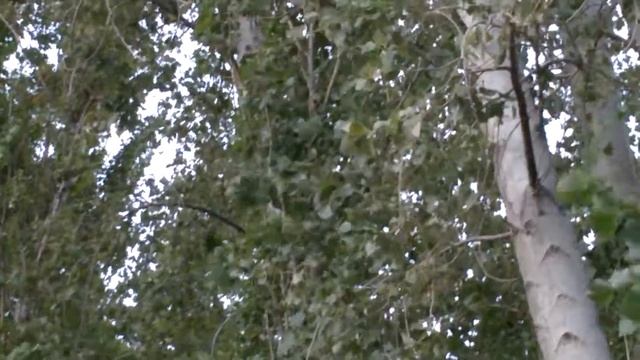 Aplauso de alamos (Populus tremula)(2) смотреть онлайн