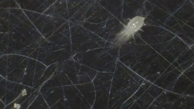 Mite of the ham смотреть онлайн