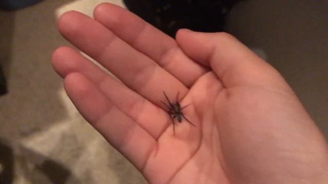 Female Scotophaeus blackwalli Handling смотреть онлайн