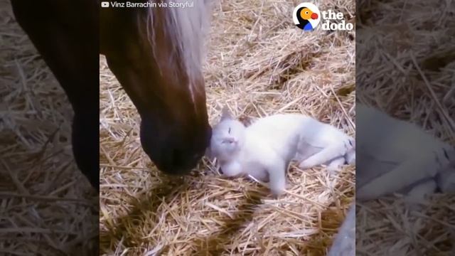 Horse devours kitten alive смотреть онлайн