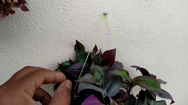 Waste Material Wall Hanging Garden