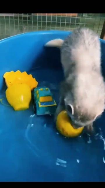 хоремоська Лео 👑😍👍 #хорек#забавныйзверек смотреть онлайн