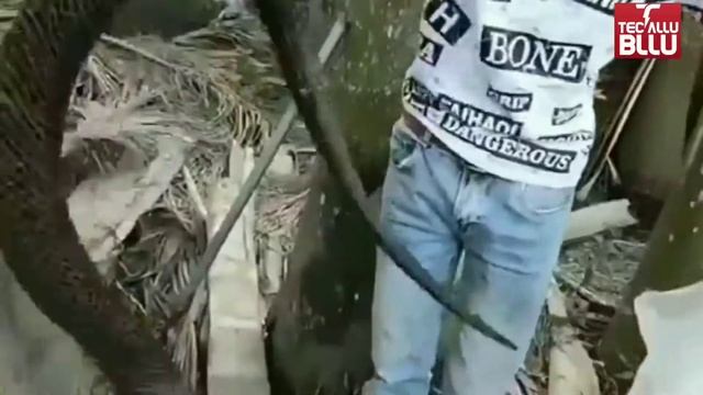 100 most poisoned snakes 🐍🐍🐍 in the world ll दुनिया में सबसे जहरीला सांप смотреть онлайн