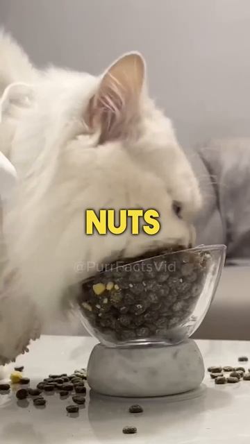 🍲 Don't feed these human foods to your cats #facts смотреть онлайн
