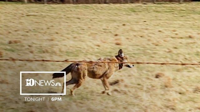 The Cry of the Red Wolf Tonight :30 смотреть онлайн