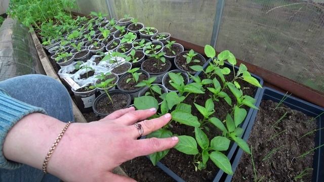 Рассада требует простора!