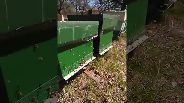 Добрый Бакфаст смотреть онлайн