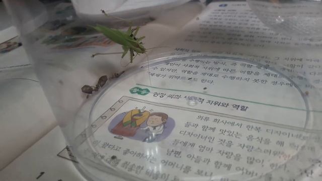 베짱이 사냥1 balloon winged katydid feeding (hexacentrus japonicus) смотреть онлайн