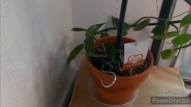 Nouvelles orchidées | Bakker, Orchidée Diffusion, Florastore... смотреть онлайн