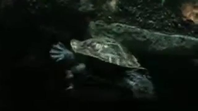 Snake Necked Turtle смотреть онлайн