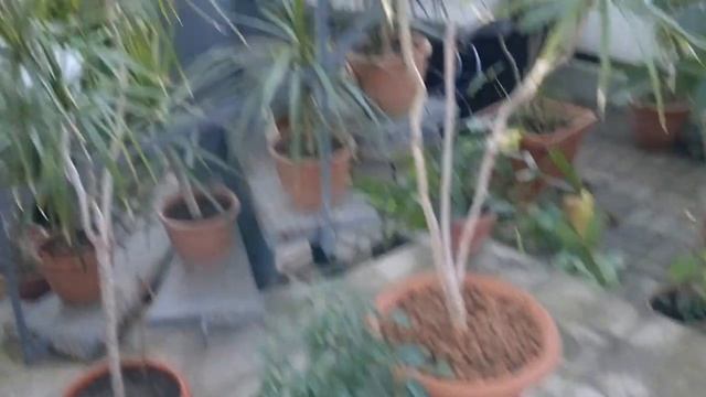 Ботанический Сад часть 2!Botanical Garden of the 2 ! смотреть онлайн