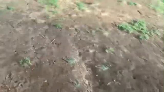 Coyote ￼ Gets his first￼ Texas blue￼cat￼ смотреть онлайн