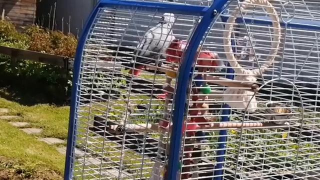 Красавчик Жако - интересный и умный попугай Ч.1 смотреть онлайн