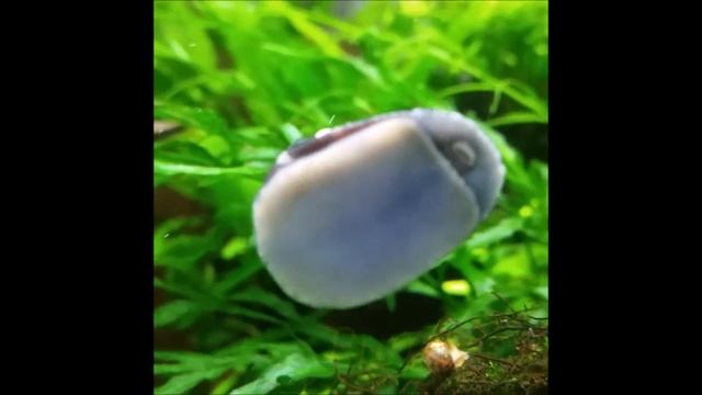 Neritina in acquario смотреть онлайн
