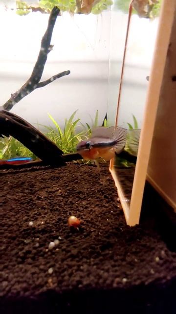 Apistogramma Elizabethae. смотреть онлайн