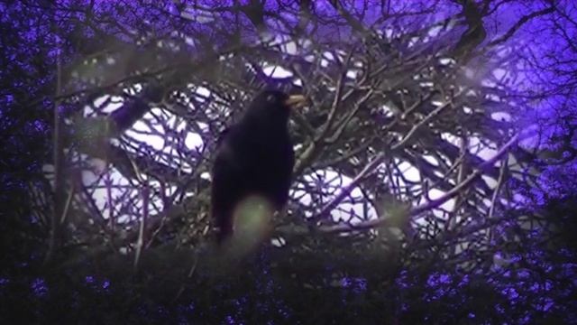 Wildlife Monthly: Stars of the Dawn Chorus - Part #2 смотреть онлайн