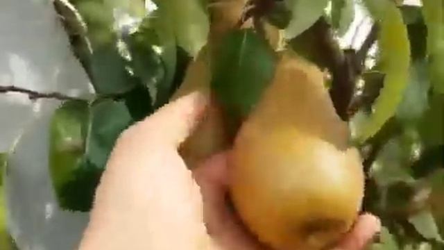 НОКНИНГ УКРАИНА СЕЛЕКЦИЯСИГА МАНСУБ БЎЛГАН "СТРИЙСКАЯ" НАВИ AGROBLOGER смотреть онлайн