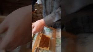 Изготовление восковых мисочек для вывода пчелиных маток.