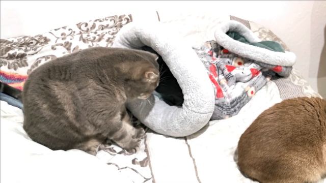 Бонька закопал мышку в муфте смотреть онлайн