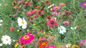 "Буду  я  любить  тебя всегда" ( Замечательная песня, на  мой  личный  взгляд, - на  все  времена!)