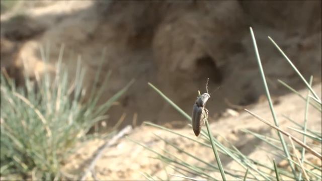 Click beetles on the sand смотреть онлайн