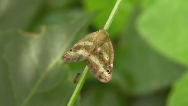 ベッコウハゴロモ/Ricania japonica 07_200915_ガイコツ山 смотреть онлайн
