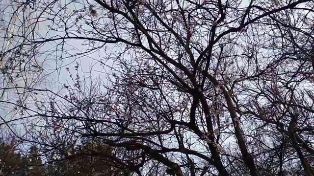 Симферополь парк Гагарина 9 марта 2019 смотреть онлайн