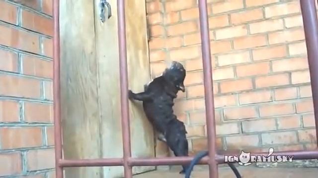 Прикольный пёс смотреть онлайн
