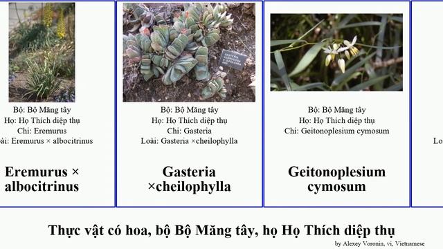 Thực Vật Có Hoa, Bộ Bộ Măng Tây, Họ Họ Thích Diệp Thụ Quang Angiosperms Aurantiaca Decumbens Aloe