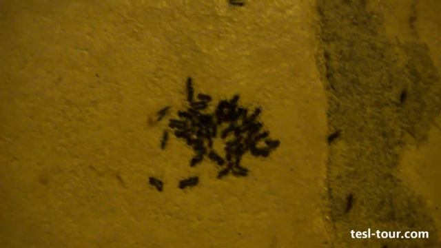 Быстрые тунисские муравьи (Tunisian ants) смотреть онлайн