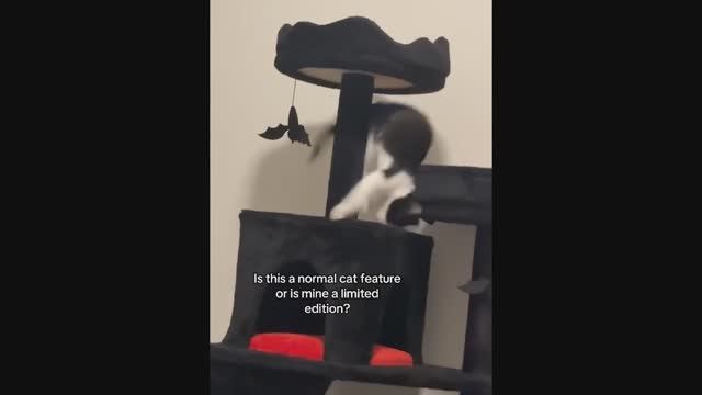 Забавные пушистики 2024