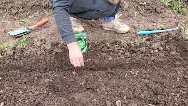Семена капусты Каменная голова. От семян до урожая. смотреть онлайн